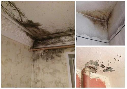 Может ли образоваться плесень под натяжным потолком. Плесень под натяжным потолком: что делать, как убрать после залива, фото